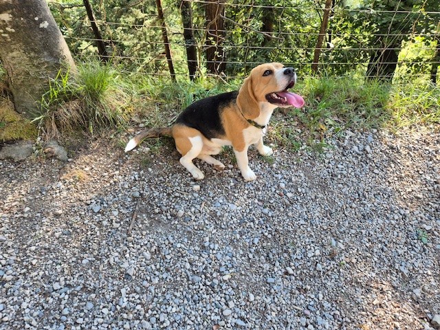 Nash