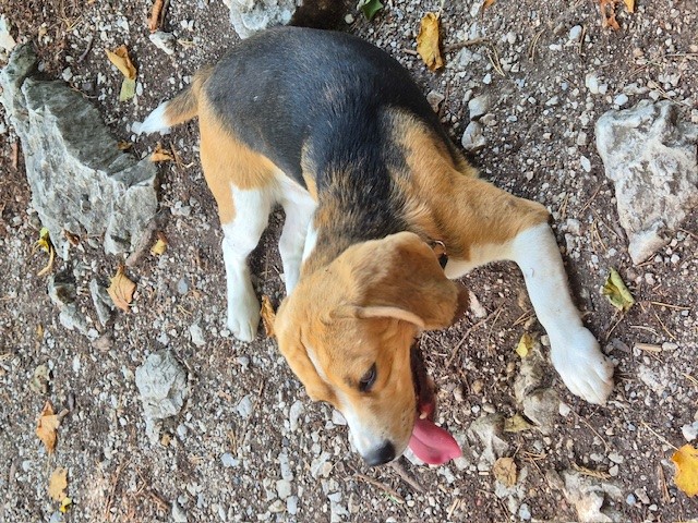 Nash